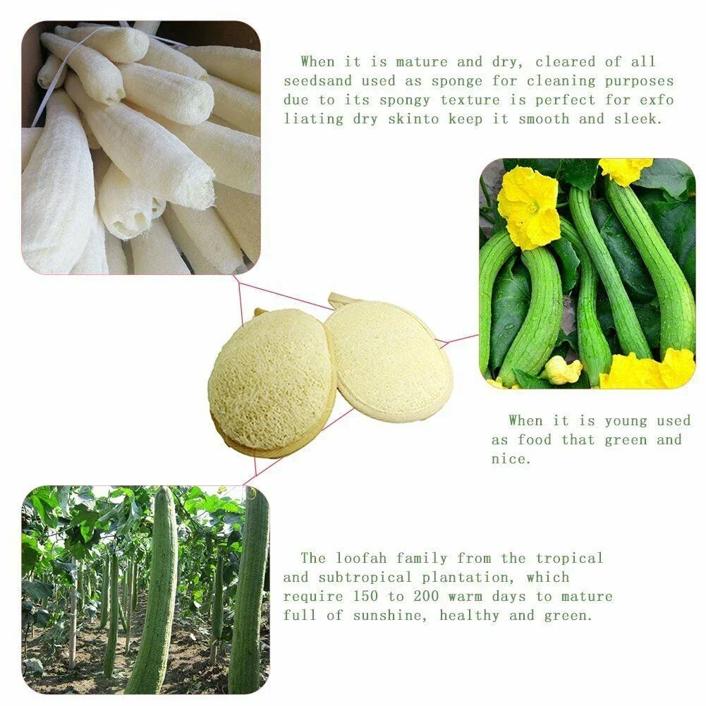 Natural Loofah Exfoliating Sponge – 100% Organic Body Scrubber for Deep Cleansing & Smooth Skin